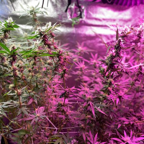 Gorilla Cookies Fast Flower #1 growlog timeline photo