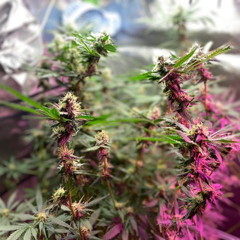 Gorilla Cookies Fast Flower #1 growlog timeline photo