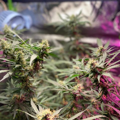 Gorilla Cookies Fast Flower #1 growlog timeline photo