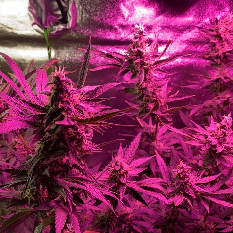 Gorilla Cookies Fast Flower #1 growlog photo: About a week out from harvest. Tricomes checked and looking pretty cloudy. Water only from here on out.