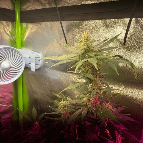 Gorilla cookies fast flower #2 growlog photo: About a week out from harvest. Cloudy tricomes, and only water at this point. The gorilla cookies #1 is under mainly the blurple light (still full spectrum) and has way more bud sights. I think I’ll rock with two of those next grow? Expecting a good amount off each plant. 