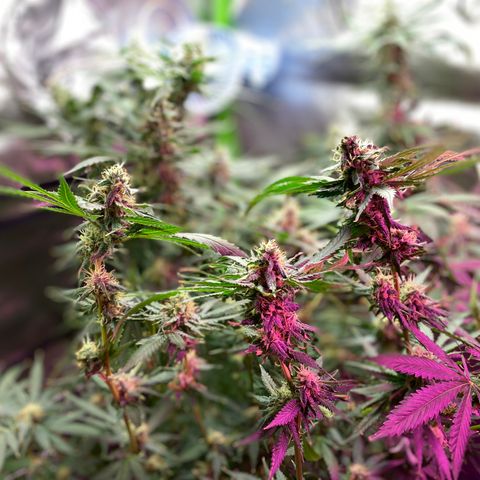 Gorilla cookies fast flower #2 growlog photo: About a week out from harvest. Cloudy tricomes, and only water at this point. The gorilla cookies #1 is under mainly the blurple light (still full spectrum) and has way more bud sights. I think I’ll rock with two of those next grow? Expecting a good amount off each plant. 