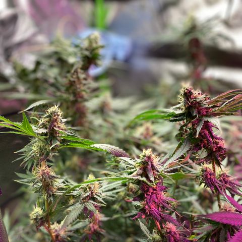 Gorilla cookies fast flower #2 growlog photo: About a week out from harvest. Cloudy tricomes, and only water at this point. The gorilla cookies #1 is under mainly the blurple light (still full spectrum) and has way more bud sights. I think I’ll rock with two of those next grow? Expecting a good amount off each plant. 