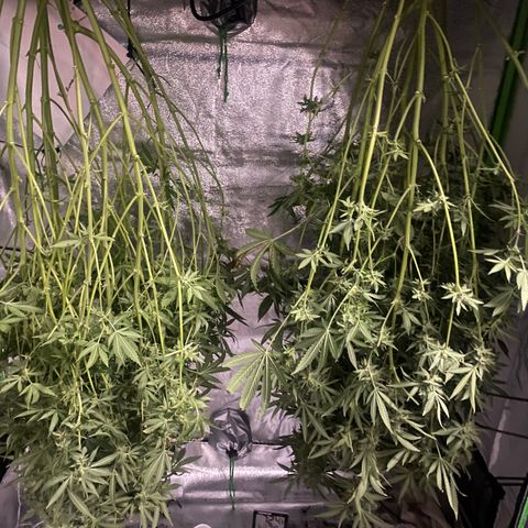 Gorilla Cookies Fast Flower #1 growlog photo: Harvested 