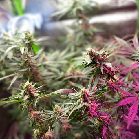 Gorilla cookies fast flower #2 growlog photo: About a week out from harvest. Cloudy tricomes, and only water at this point. The gorilla cookies #1 is under mainly the blurple light (still full spectrum) and has way more bud sights. I think I’ll rock with two of those next grow? Expecting a good amount off each plant. 