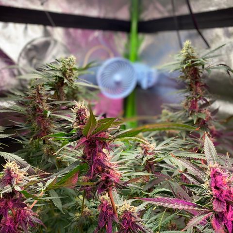 Gorilla cookies fast flower #2 growlog photo: About a week out from harvest. Cloudy tricomes, and only water at this point. The gorilla cookies #1 is under mainly the blurple light (still full spectrum) and has way more bud sights. I think I’ll rock with two of those next grow? Expecting a good amount off each plant. 