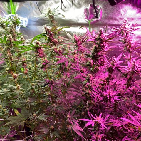 Gorilla cookies fast flower #2 growlog photo: About a week out from harvest. Cloudy tricomes, and only water at this point. The gorilla cookies #1 is under mainly the blurple light (still full spectrum) and has way more bud sights. I think I’ll rock with two of those next grow? Expecting a good amount off each plant. 