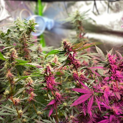 Gorilla cookies fast flower #2 growlog photo: About a week out from harvest. Cloudy tricomes, and only water at this point. The gorilla cookies #1 is under mainly the blurple light (still full spectrum) and has way more bud sights. I think I’ll rock with two of those next grow? Expecting a good amount off each plant. 