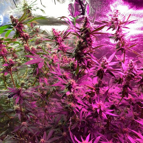 Gorilla Cookies Fast Flower #1 growlog photo: About a week out from harvest. Tricomes checked and looking pretty cloudy. Water only from here on out.