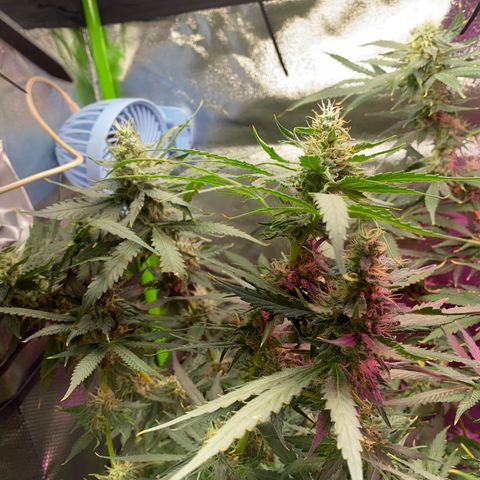 Gorilla cookies fast flower #2 growlog photo: About a week out from harvest. Cloudy tricomes, and only water at this point. The gorilla cookies #1 is under mainly the blurple light (still full spectrum) and has way more bud sights. I think I’ll rock with two of those next grow? Expecting a good amount off each plant. 