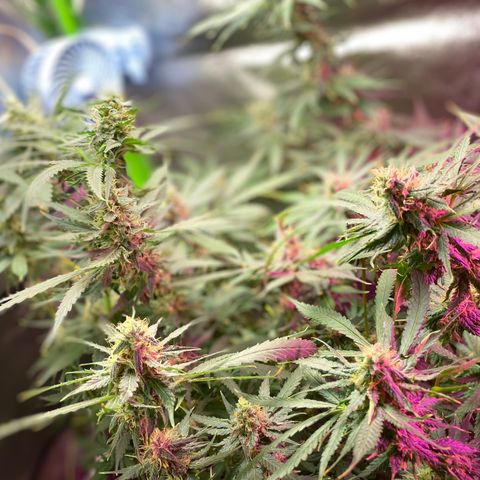 Gorilla cookies fast flower #2 growlog photo: About a week out from harvest. Cloudy tricomes, and only water at this point. The gorilla cookies #1 is under mainly the blurple light (still full spectrum) and has way more bud sights. I think I’ll rock with two of those next grow? Expecting a good amount off each plant. 