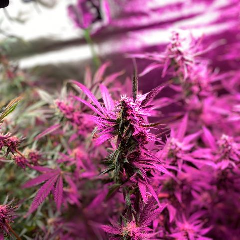 Gorilla Cookies Fast Flower #1 growlog photo: About a week out from harvest. Tricomes checked and looking pretty cloudy. Water only from here on out.
