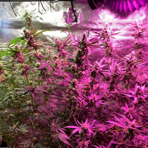 Gorilla Cookies Fast Flower #1 growlog photo: About a week out from harvest. Tricomes checked and looking pretty cloudy. Water only from here on out.
