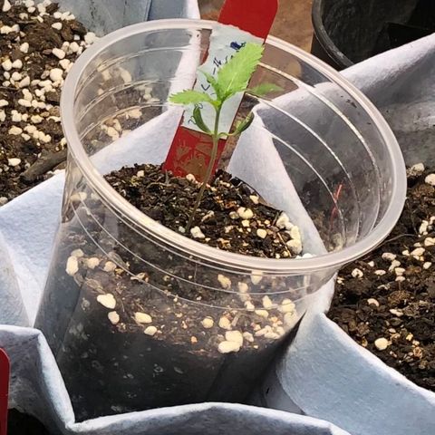 Foto 3 do growlog de Auto Super Skunk