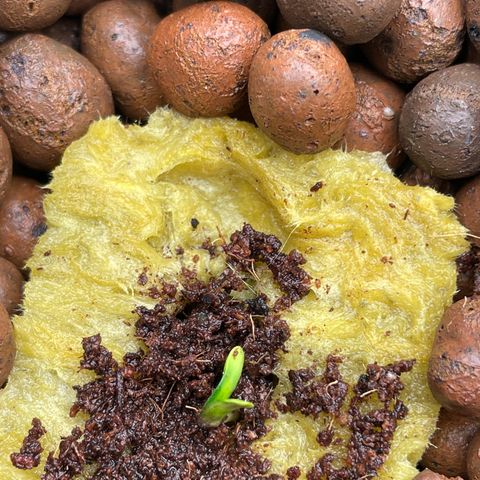 001-Auto-Hydro-Blue Dream-Fastbud growlog photo: ย้ายลงระบบ