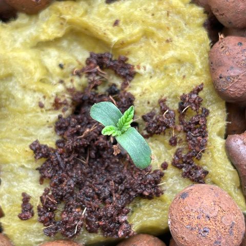 001-Auto-Hydro-Blue Dream-Fastbud growlog timeline photo