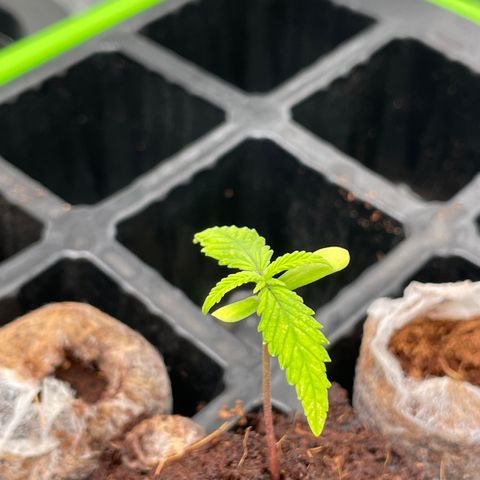 001-Auto-Hydro-Blue Dream-Fastbud growlog timeline photo