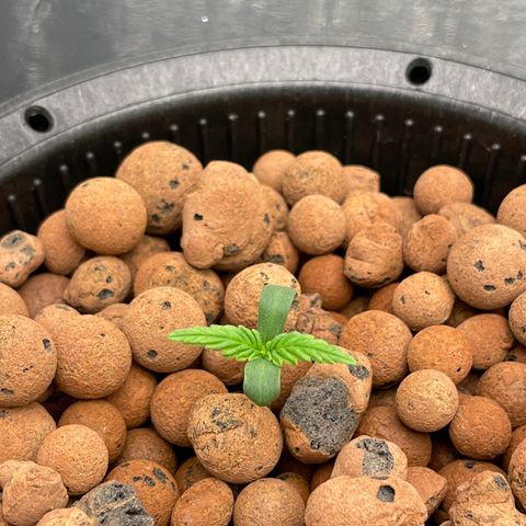 001-Auto-Hydro-Blue Dream-Fastbud growlog timeline photo