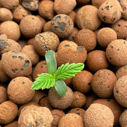 001-Auto-Hydro-Blue Dream-Fastbud growlog timeline photo