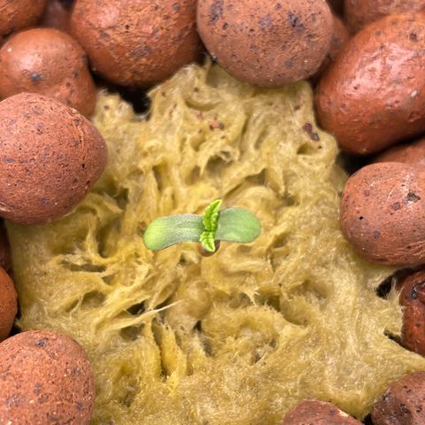 001-Auto-Hydro-Blue Dream-Fastbud growlog timeline photo