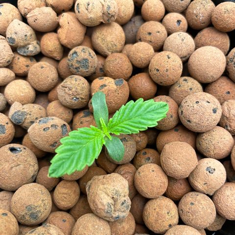 001-Auto-Hydro-Blue Dream-Fastbud growlog timeline photo