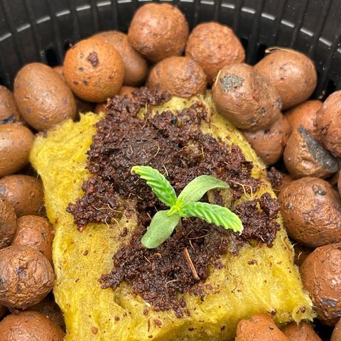 001-Auto-Hydro-Blue Dream-Fastbud growlog timeline photo