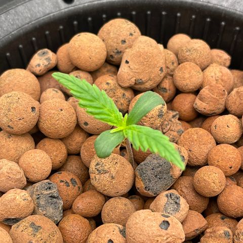 001-Auto-Hydro-Blue Dream-Fastbud growlog timeline photo