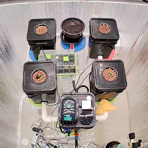 001-Auto-Hydro-Blue Dream-Fastbud growlog timeline photo