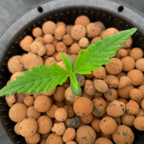 001-Auto-Hydro-Blue Dream-Fastbud growlog timeline photo