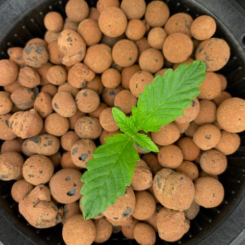 001-Auto-Hydro-Blue Dream-Fastbud growlog timeline photo