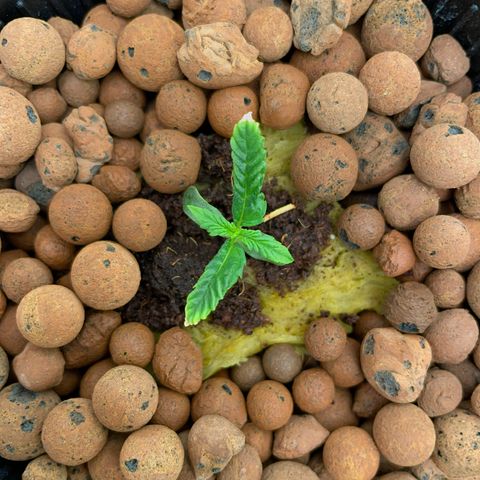 001-Auto-Hydro-Blue Dream-Fastbud growlog timeline photo