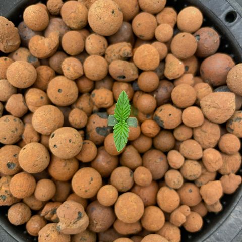 001-Auto-Hydro-Blue Dream-Fastbud growlog timeline photo