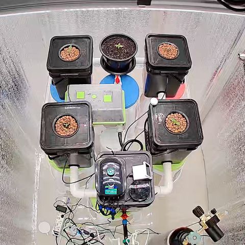 001-Auto-Hydro-Blue Dream-Fastbud growlog timeline photo