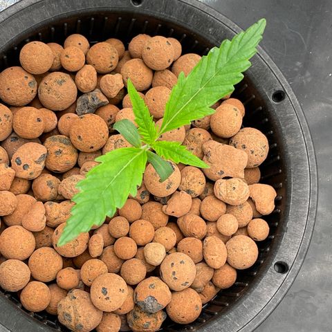 001-Auto-Hydro-Blue Dream-Fastbud growlog timeline photo