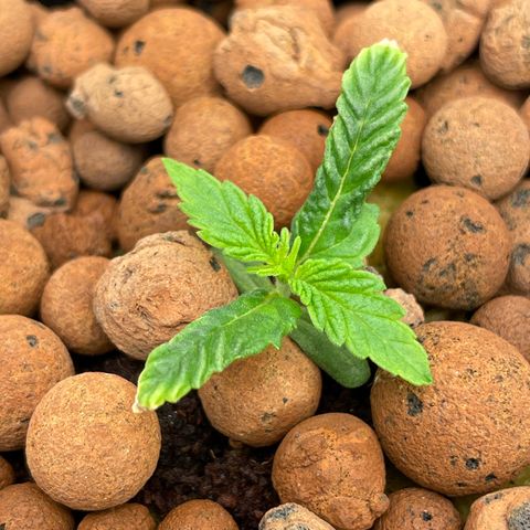 001-Auto-Hydro-Blue Dream-Fastbud growlog timeline photo