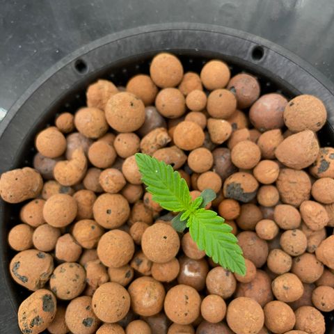 001-Auto-Hydro-Blue Dream-Fastbud growlog timeline photo