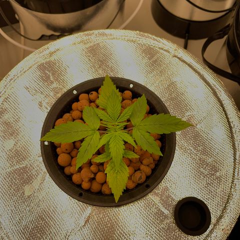 001-Auto-Hydro-Blue Dream-Fastbud growlog timeline photo