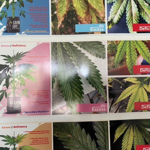001-Auto-Hydro-Blue Dream-Fastbud growlog photo: หลังปรับแก้