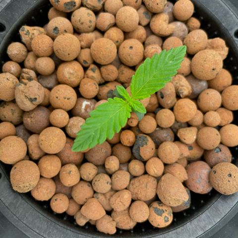 001-Auto-Hydro-Blue Dream-Fastbud growlog timeline photo
