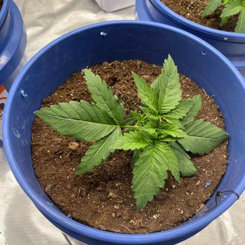 Zkittles 1 growlog timeline photo