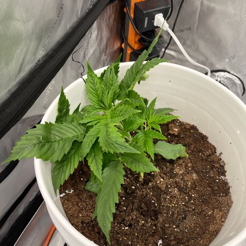Sour Diesel 1 growlog photo: Tied down