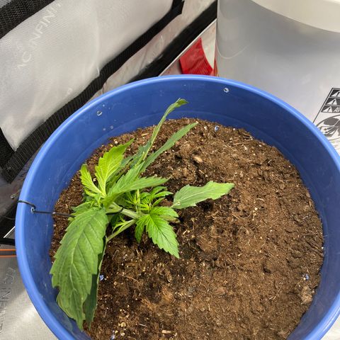 Blue Dream 1 growlog photo: Tied down
