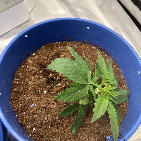 Gorilla Glue 1 growlog photo: Tied down