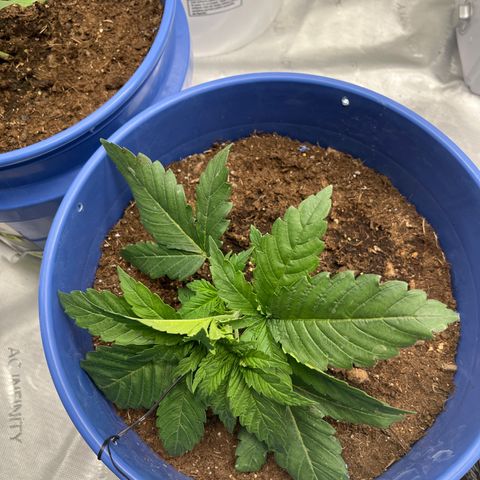 Zkittles 1 growlog photo: Tied down