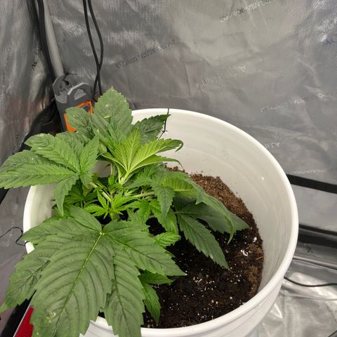 Sour Diesel 1 growlog timeline photo
