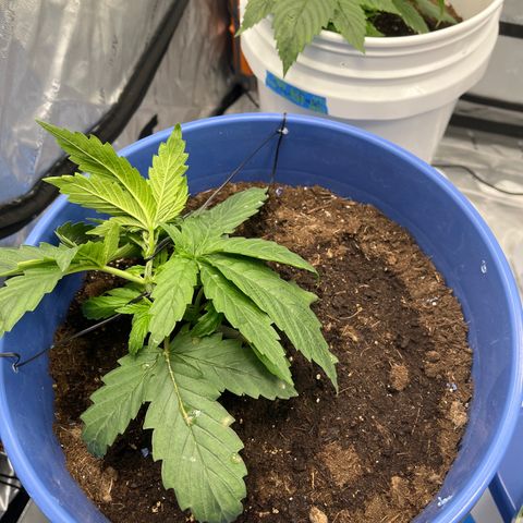 Blue Dream 1 growlog timeline photo
