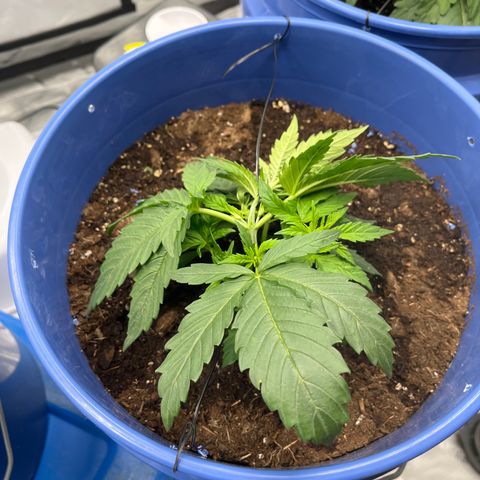 Gorilla Glue 1 growlog timeline photo