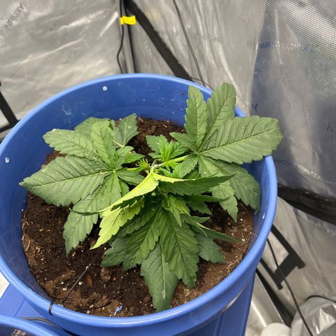 Zkittles 1 growlog timeline photo