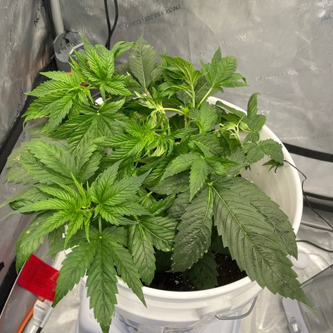 Sour Diesel 1 growlog photo: Accidentally topped it due to wires that were much too tight.