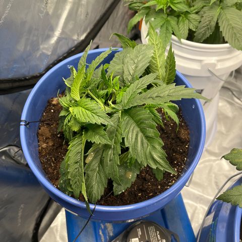 Blue Dream 1 growlog timeline photo